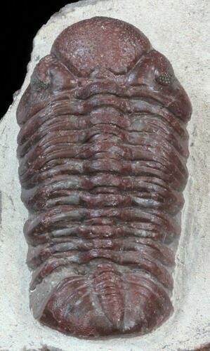 Red Barrandeops Trilobite - Hmar Laghdad, Morocco #39844